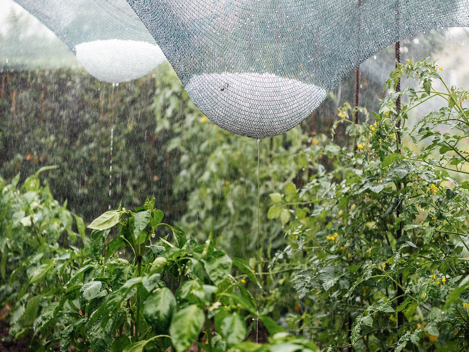 Hail netting suspended over a vegetable garden, catching piles of hail during a storm