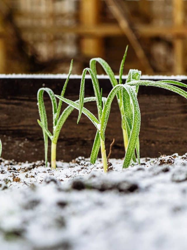 Garlic seedlings growing in a raised bed with frost on the leaves and soil