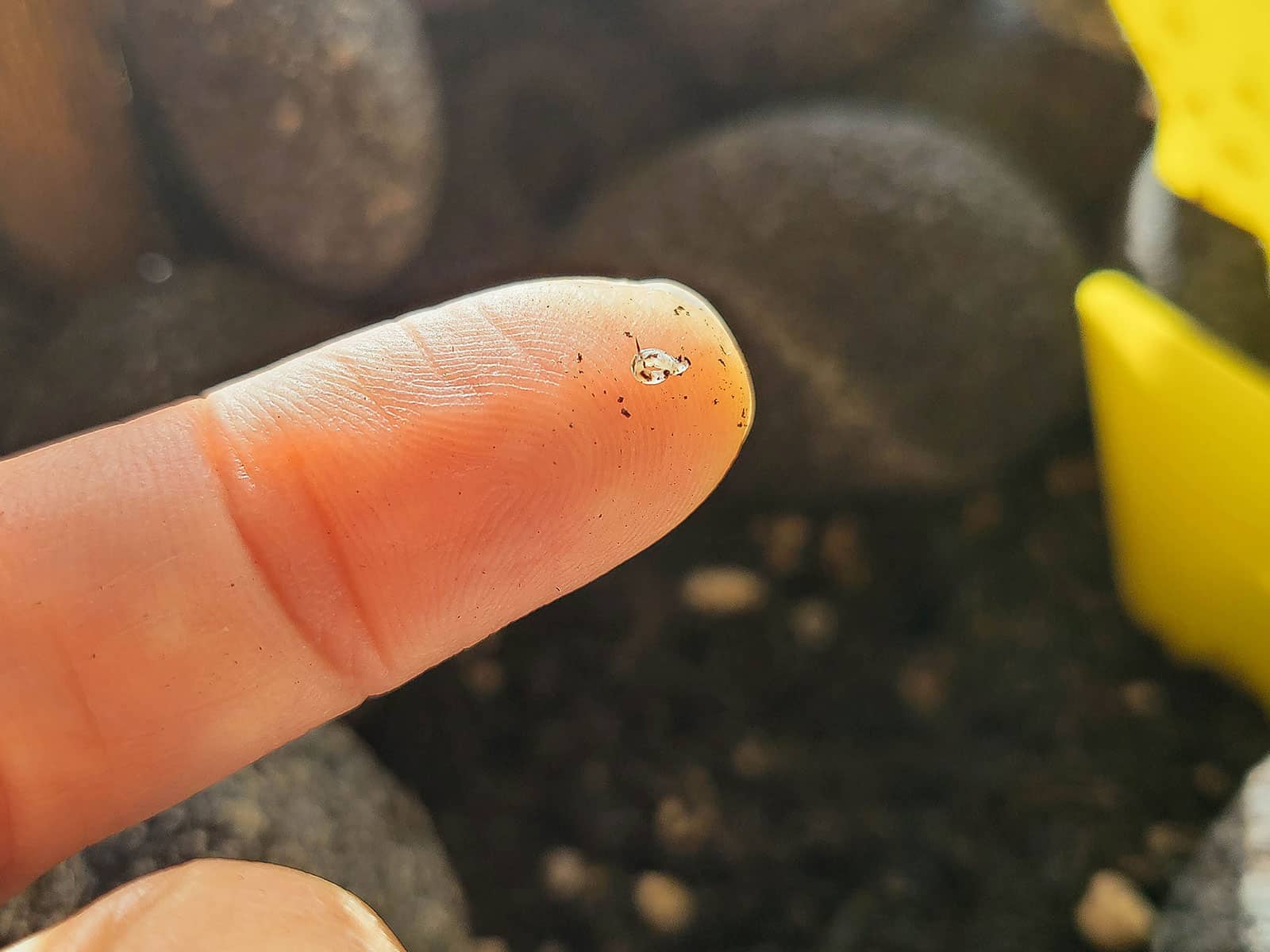 A tiny fungus gnat larva resting on a fingertip