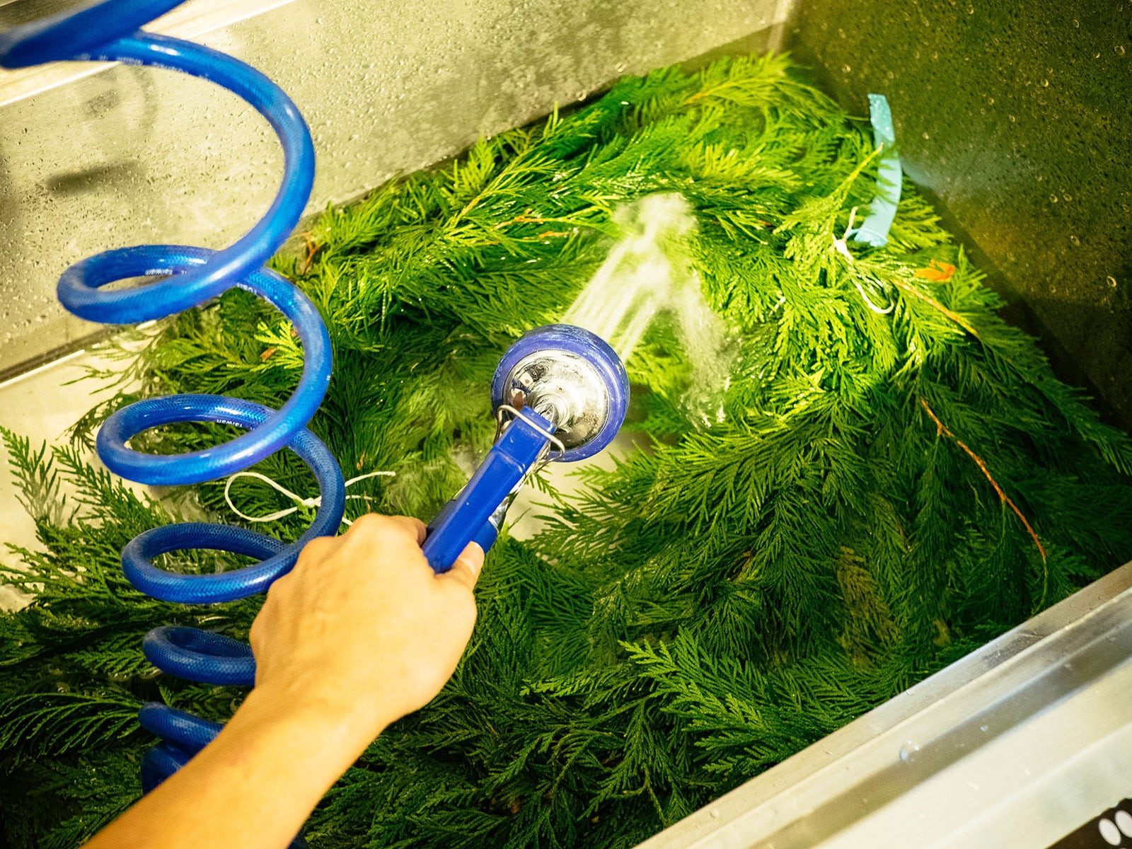 A blue nozzle attached to a blue coiled hose filling a stainless steel sink with water as a garland soaks in it