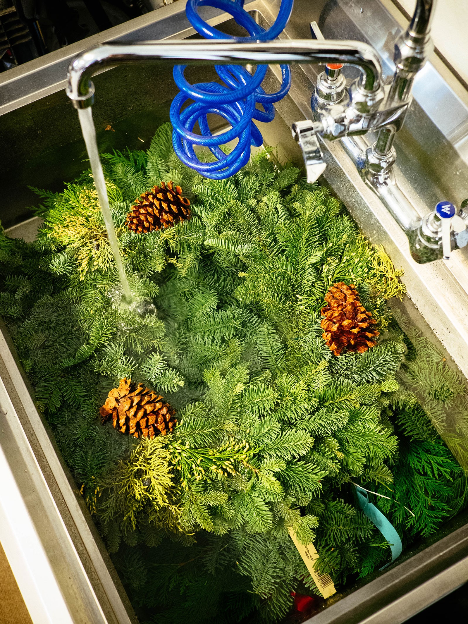 A faucet filling a large stainless steel utility sink with wreaths soaking in it