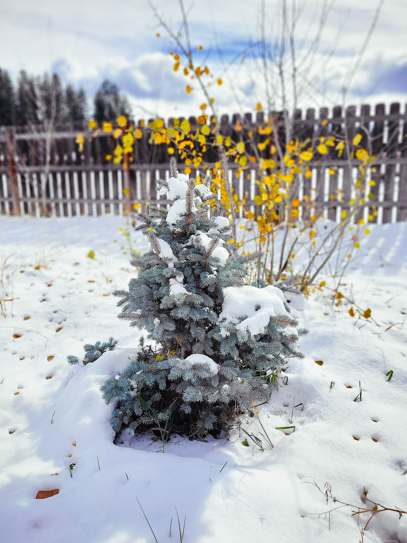 A blue spruce in the yard surrounded by snow