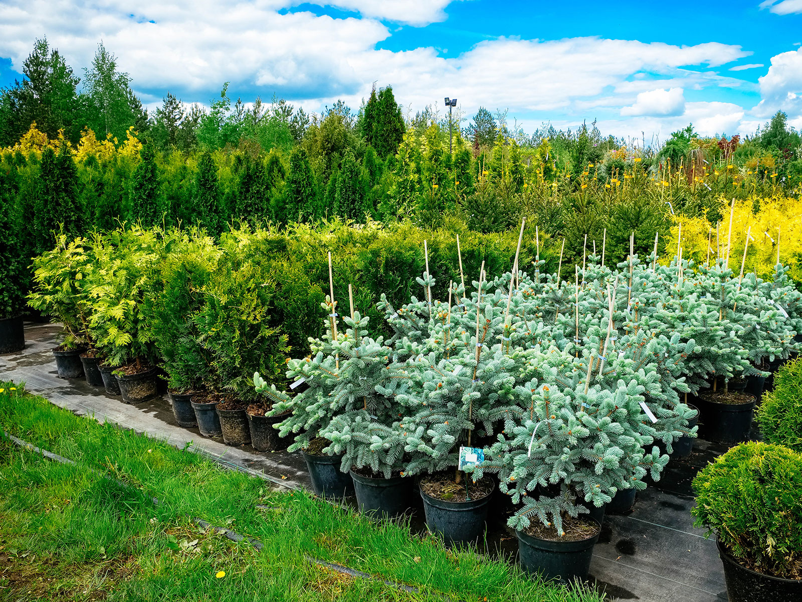 Plant nursery with a variety of potted conifers and shrubs on display outside