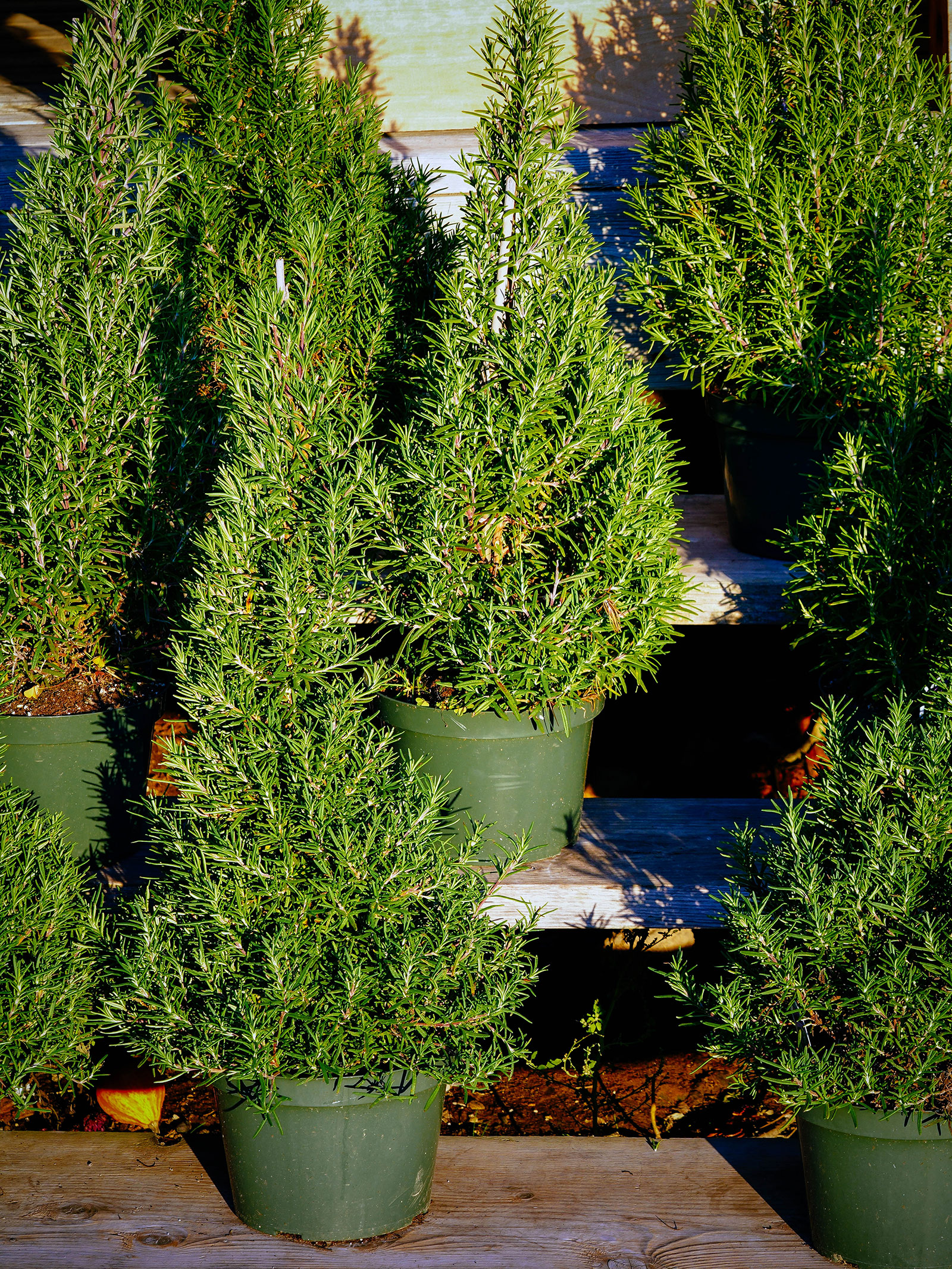 Potted rosemary shrubs in green plastic containers