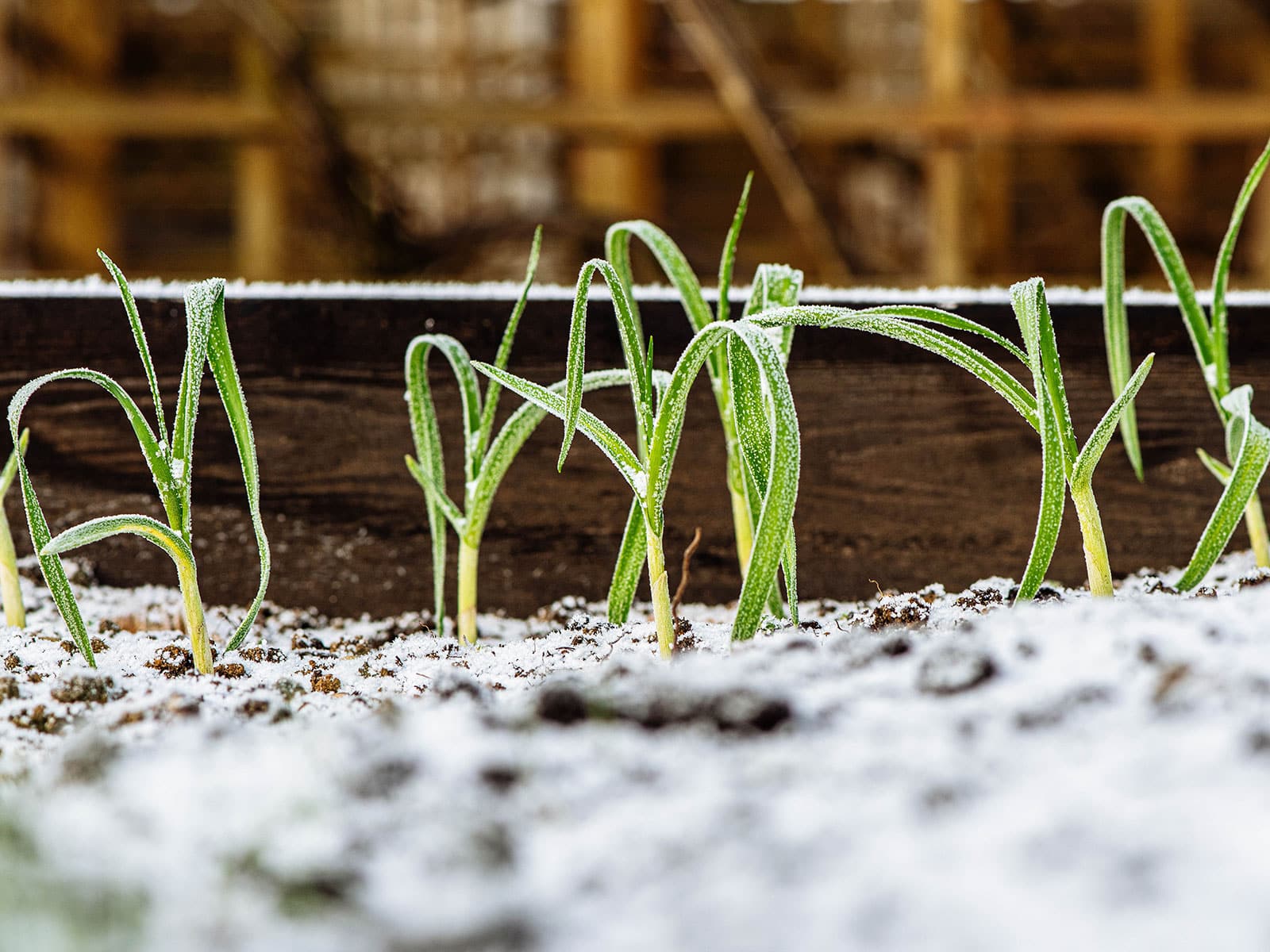 Garlic seedlings growing in a raised bed with frost on the leaves and soil