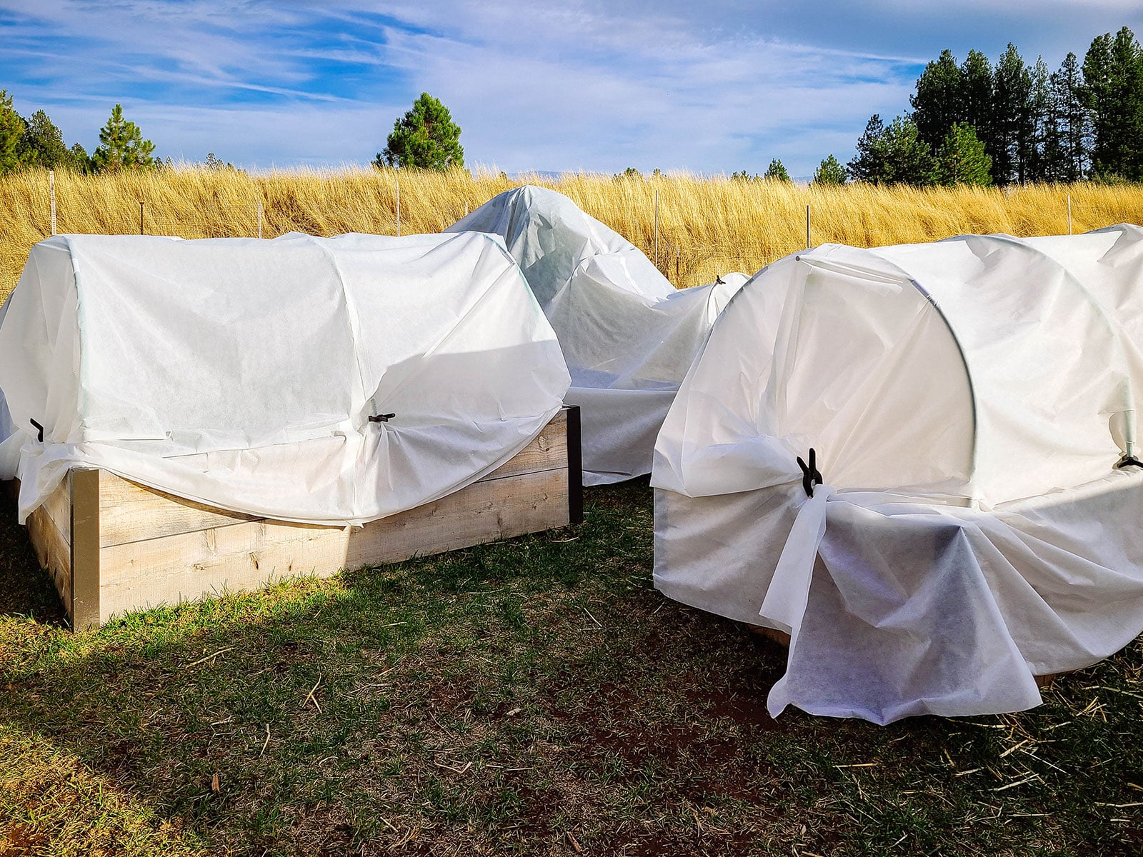 Raised beds in a garden with low tunnels covered in frost blankets