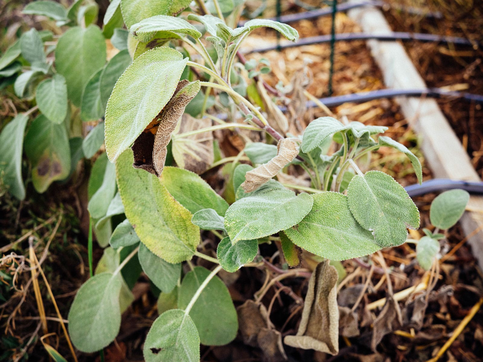 An overwintering sage plant dying back in the garden