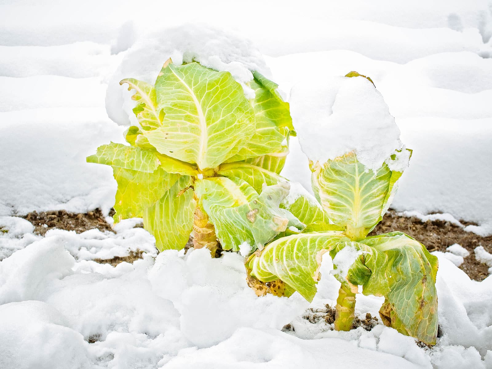 Cabbage plants blanketed in a heavy layer of snow in the garden