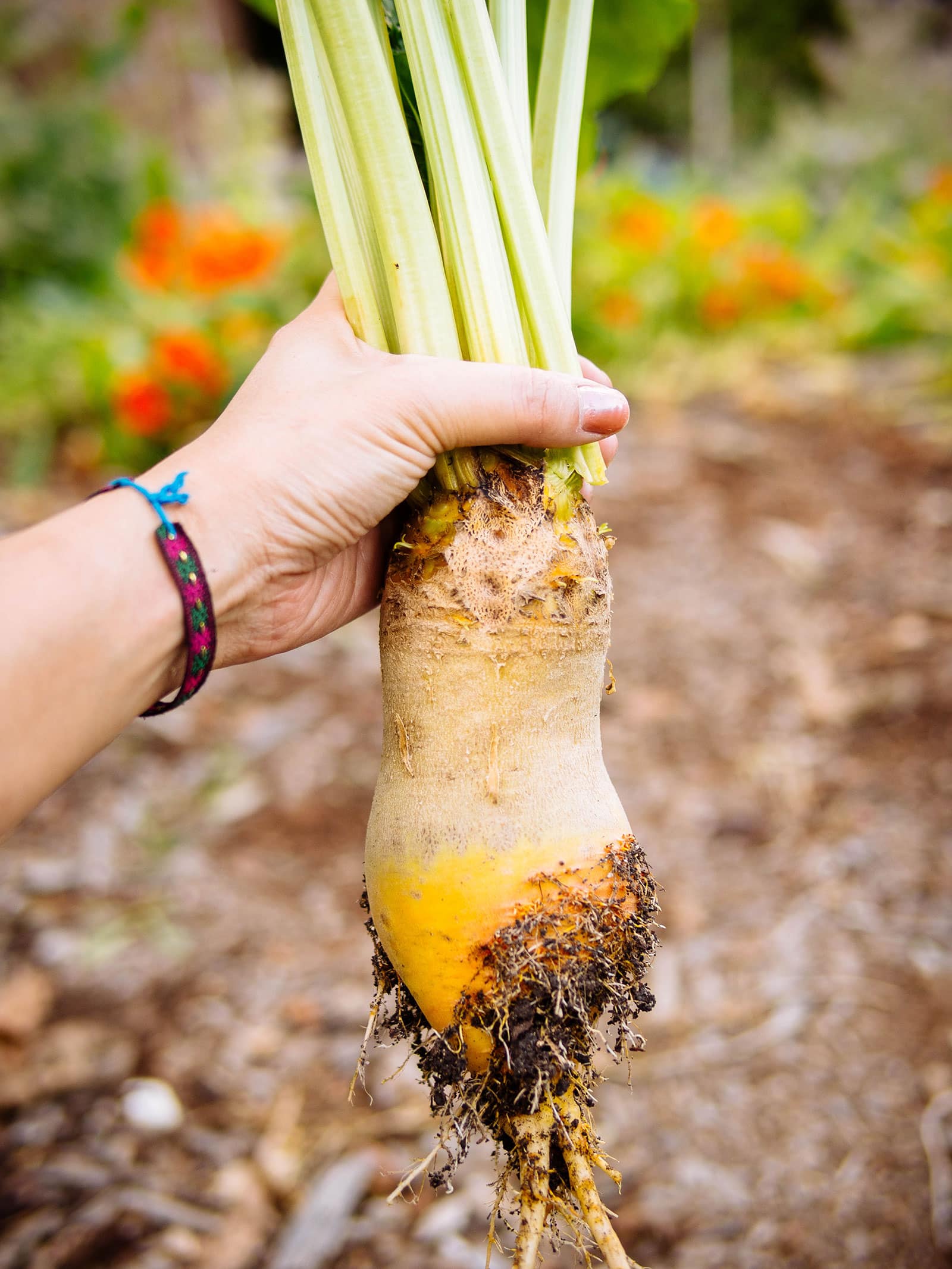 Woman's hand holding a large, freshly harvested elongated golden beet