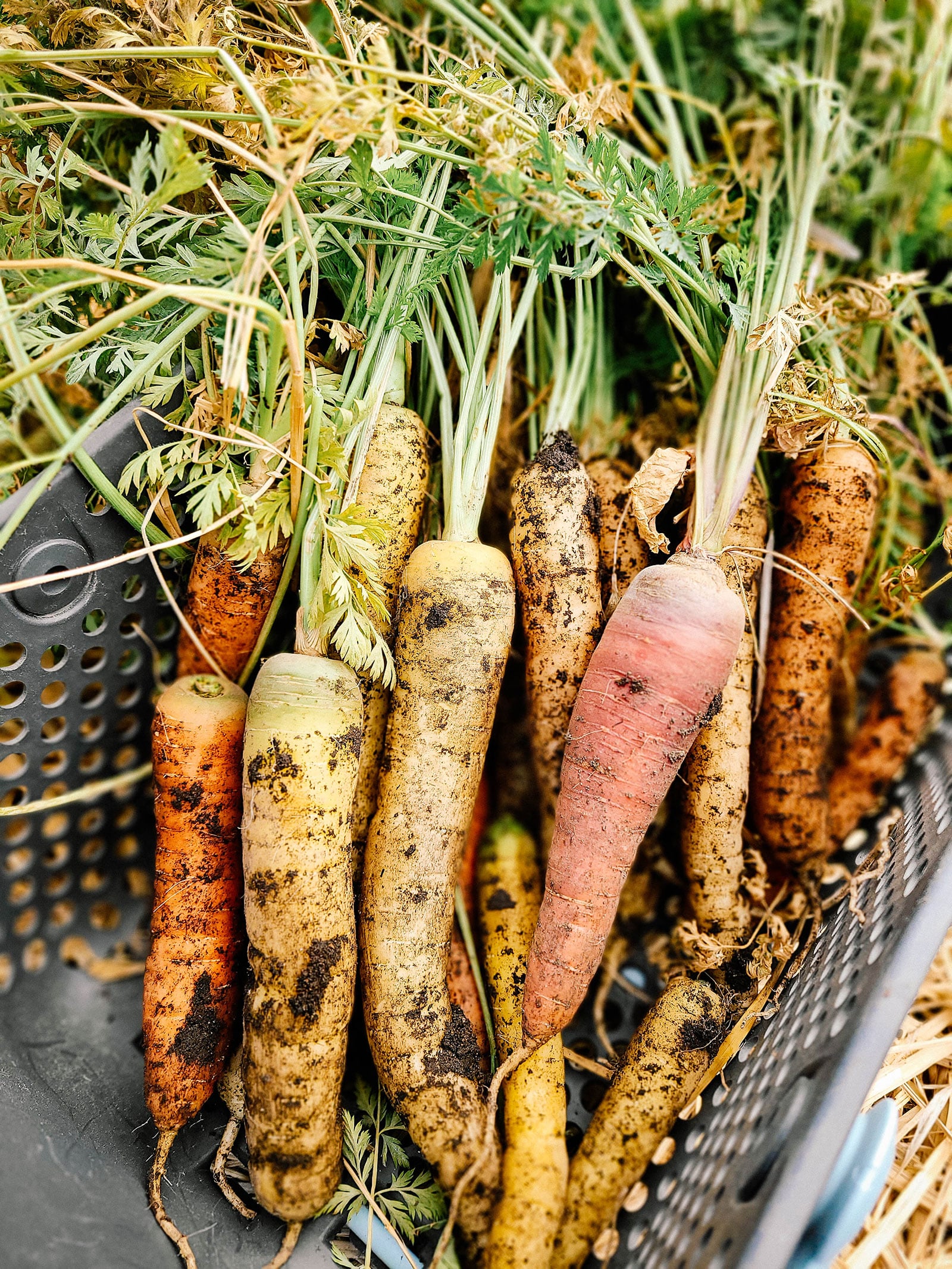 Freshly harvested carrots with soil clinging to the roots, piled together in a black plastic basket