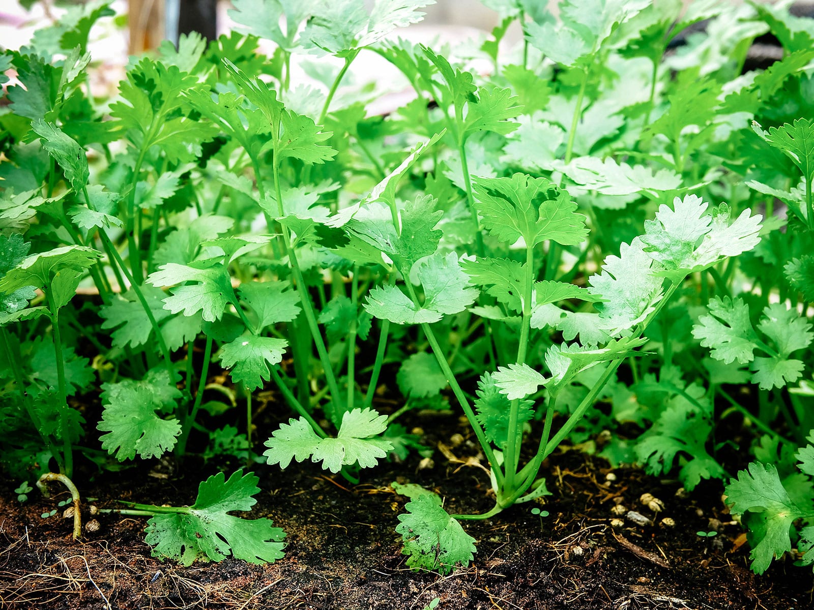 Cilantro plants growing in a garden