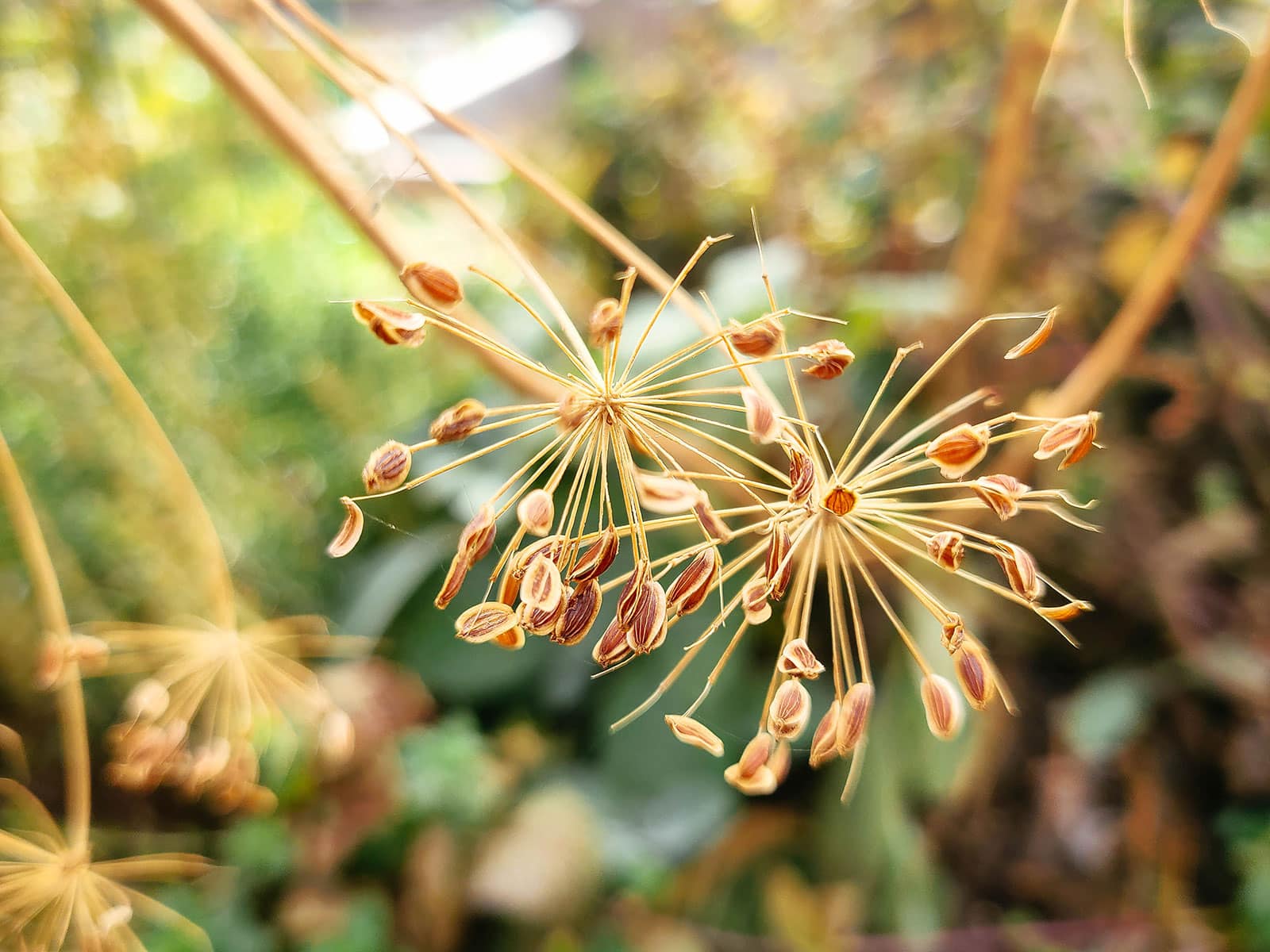 Dill seeds hanging on to a flower head in the garden