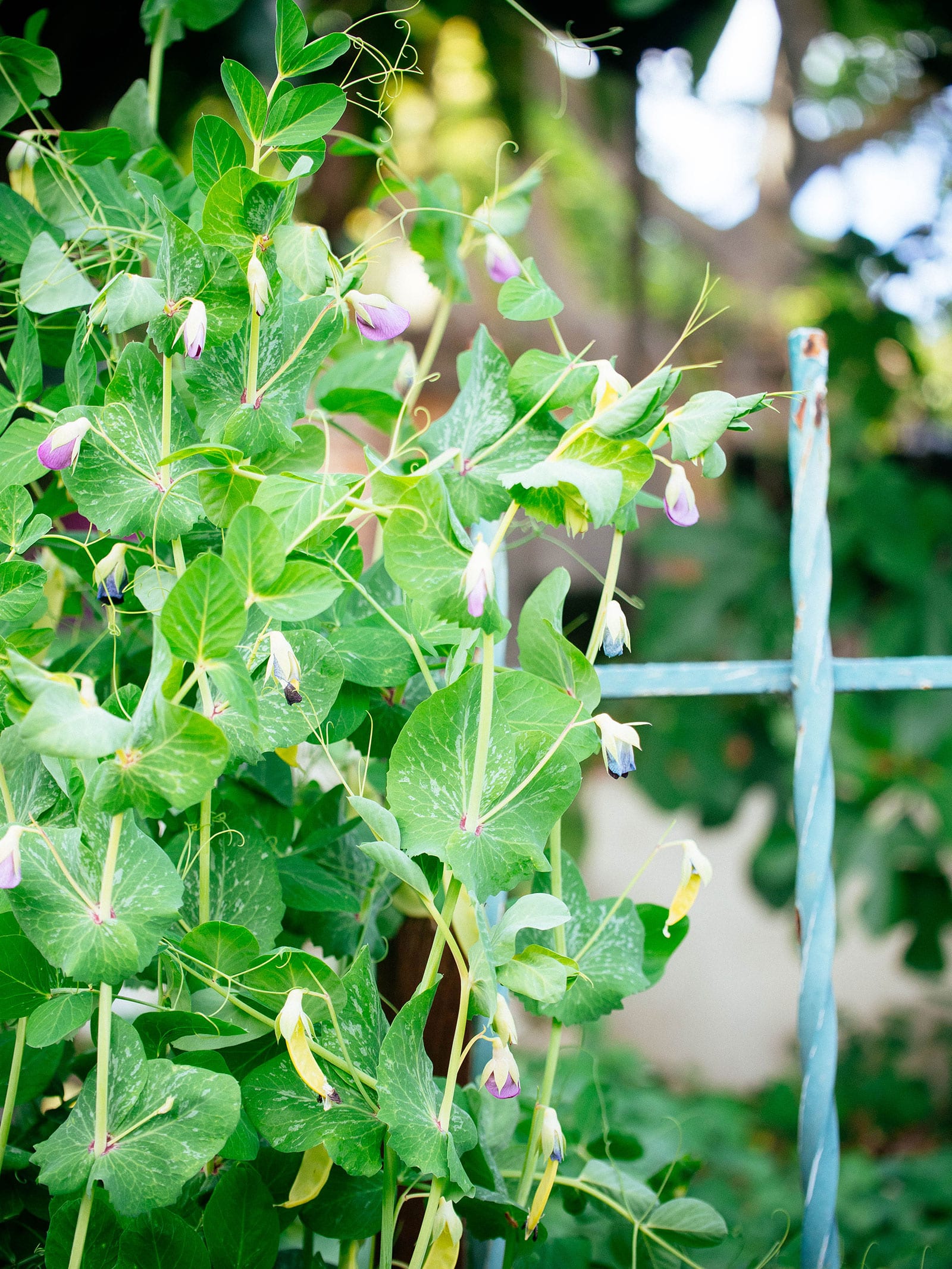 Snap pea vines with yellow pea pods and purple flowers climbing up a blue metal trellis