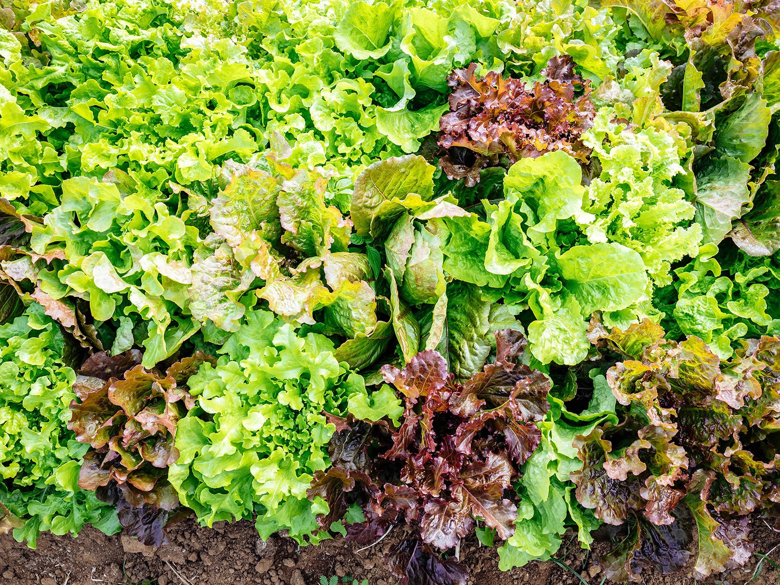 A garden bed filled with a rainbow of mixed salad greens