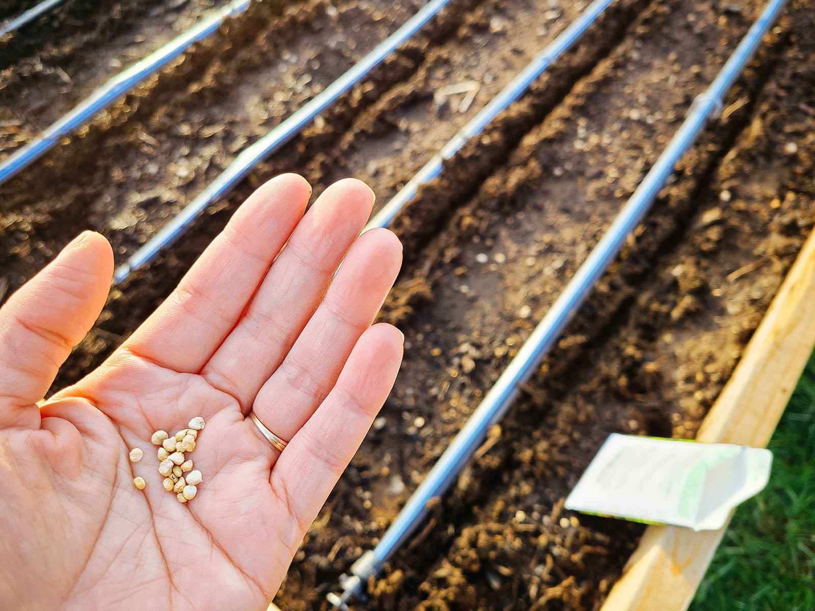 Woman's hand holding a pile of spinach seeds above an empty raised garden bed with drip irrigation lines running through it