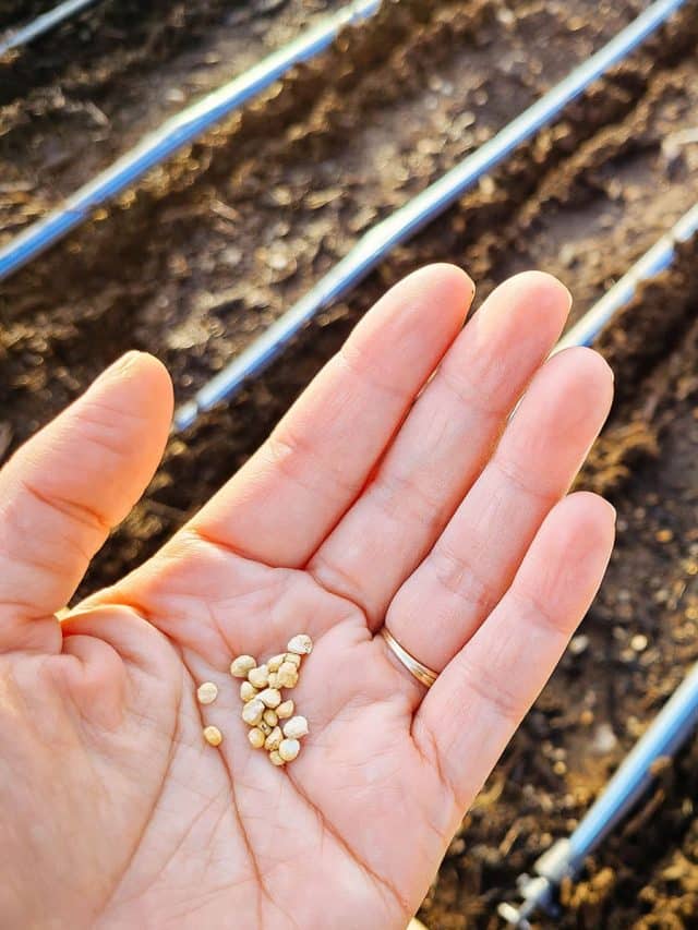 Woman's hand holding a pile of spinach seeds above an empty raised garden bed with drip irrigation lines running through it