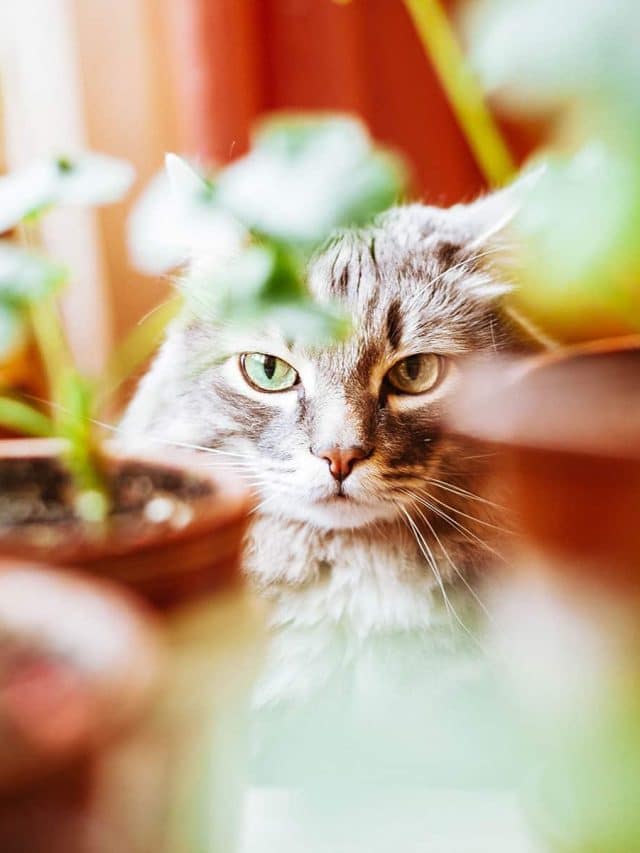 Cat staring out from between potted plants blurred in the foreground