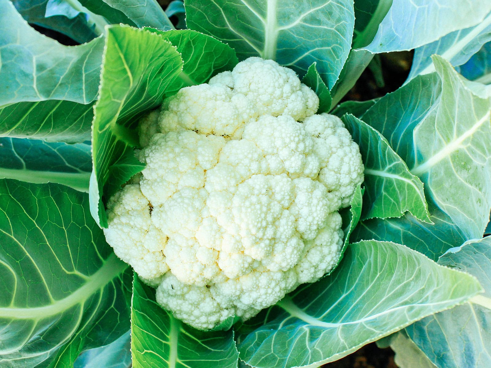 Cauliflower head surrounded by leaves