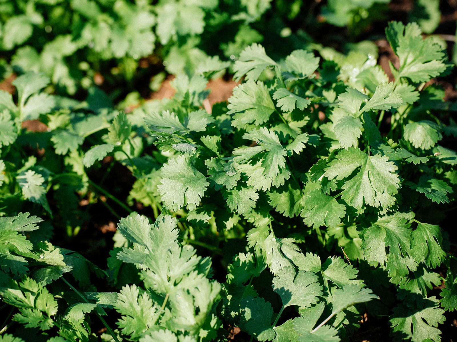 Cilantro in a sunny garden