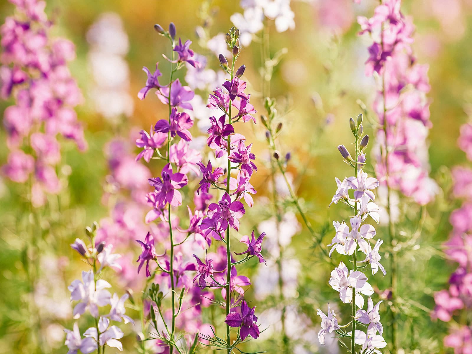 Larkspur in bloom in a garden with magenta and lavender flowers