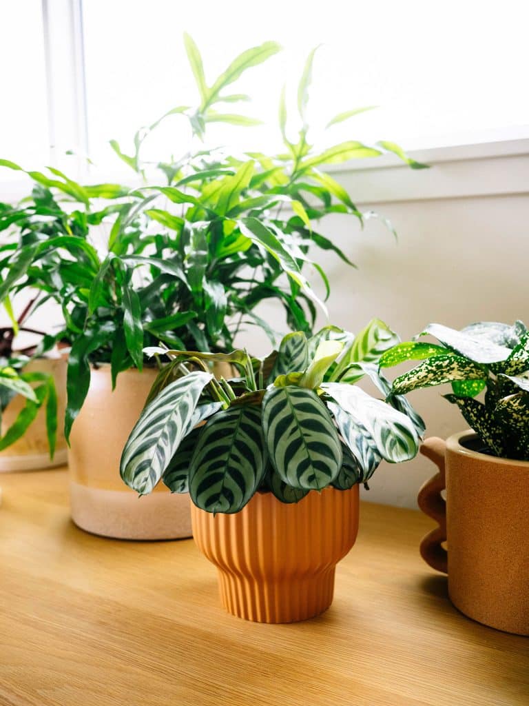 A grouping of potted plants in neutral-colored ceramic containers, sitting on a wooden dresser below a window, including a kangaroo fern and prayer plant