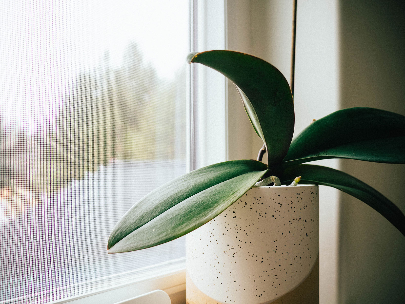 Potted orchid plant on a low-light window sill