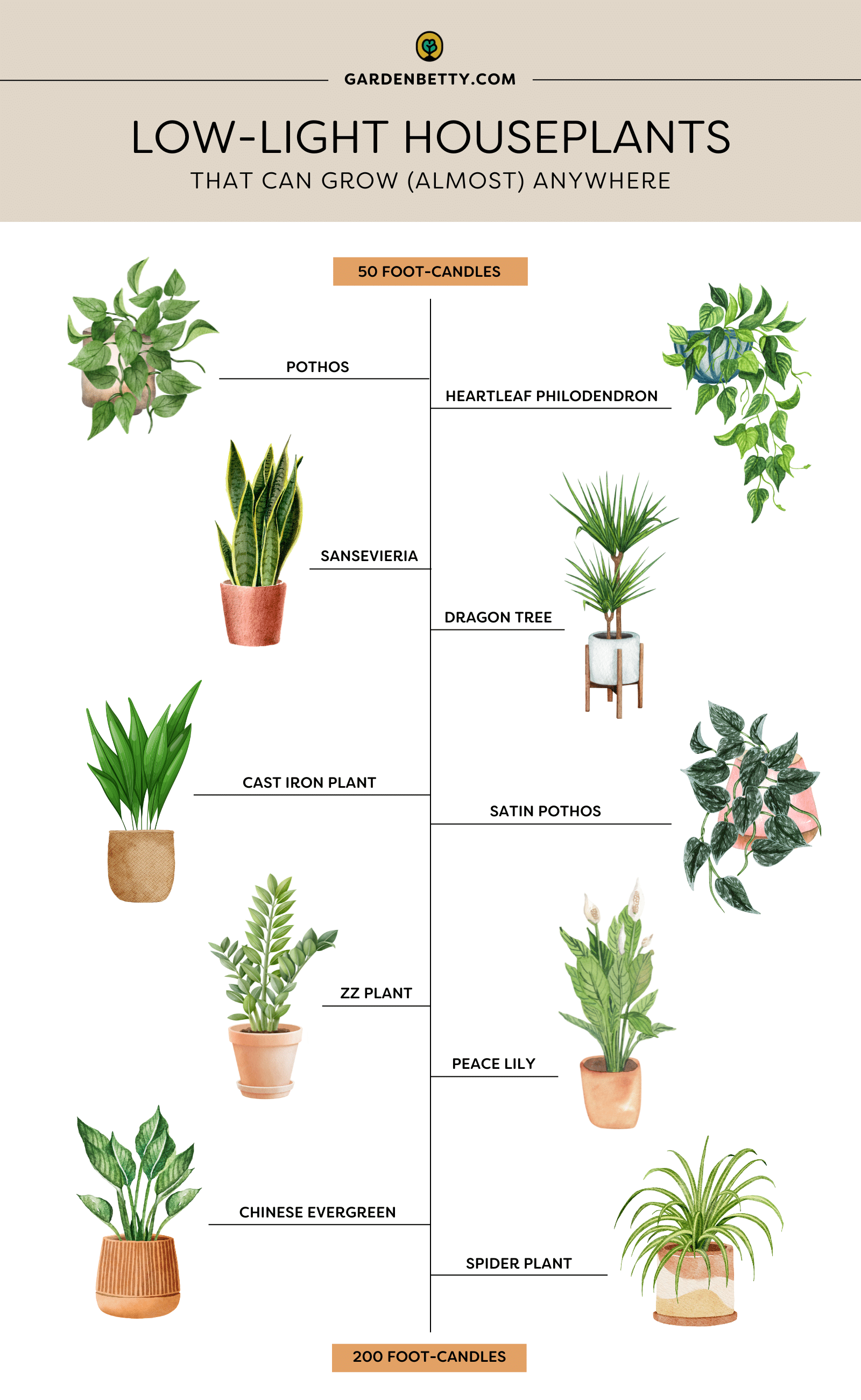 Visual chart showing 10 illustrations of low-light houseplants that can grow almost anywhere