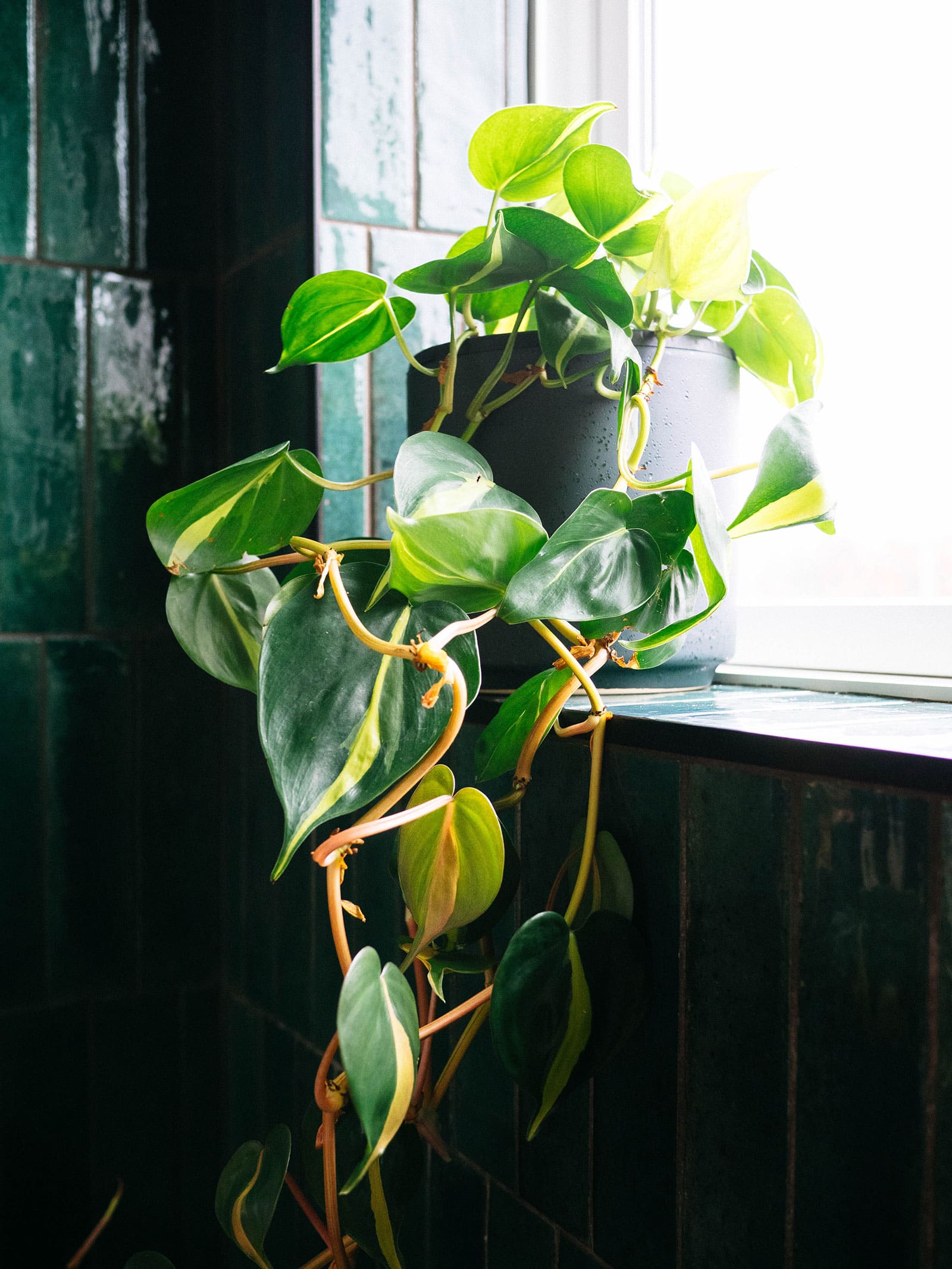 Philodendron Brasil plant sitting on a windowsill in a dark green-tiled room