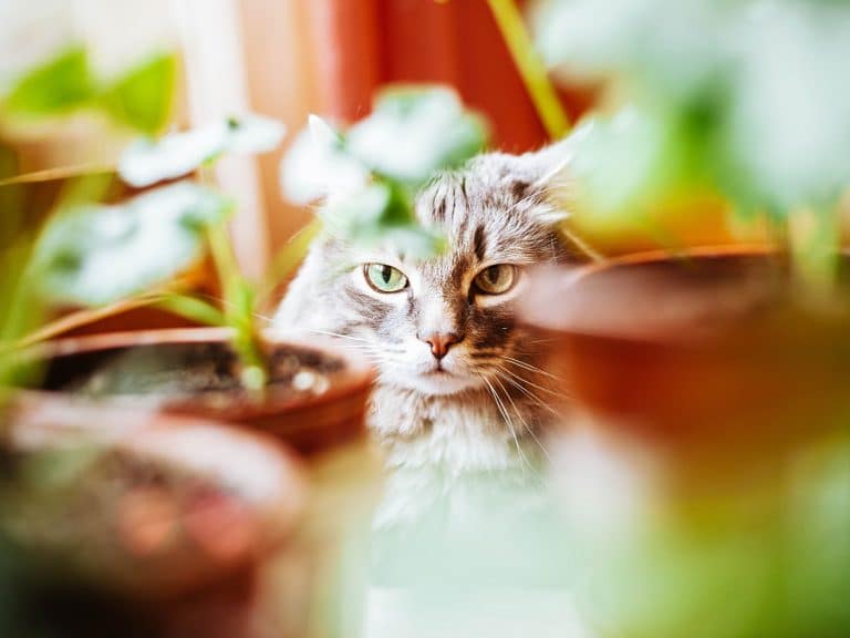 Cat staring out from between potted plants blurred in the foreground