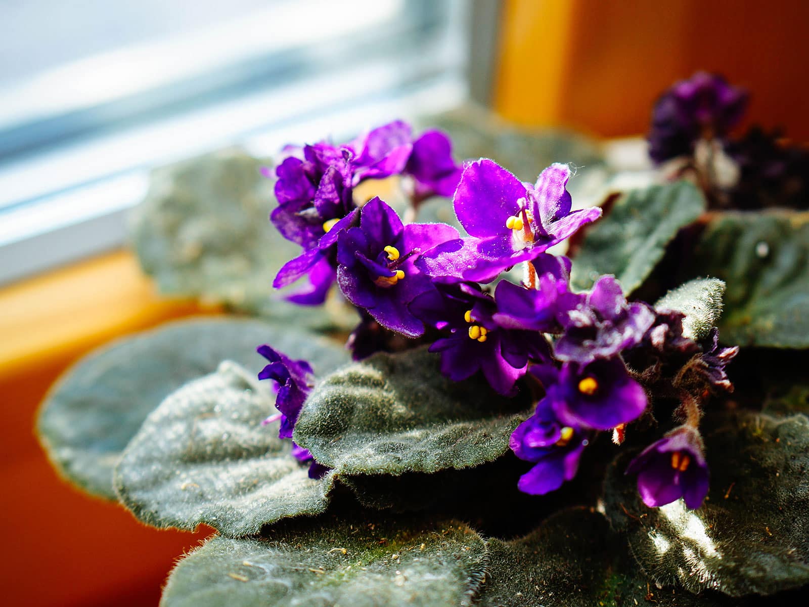 African violet plant with purple flowers next to a window