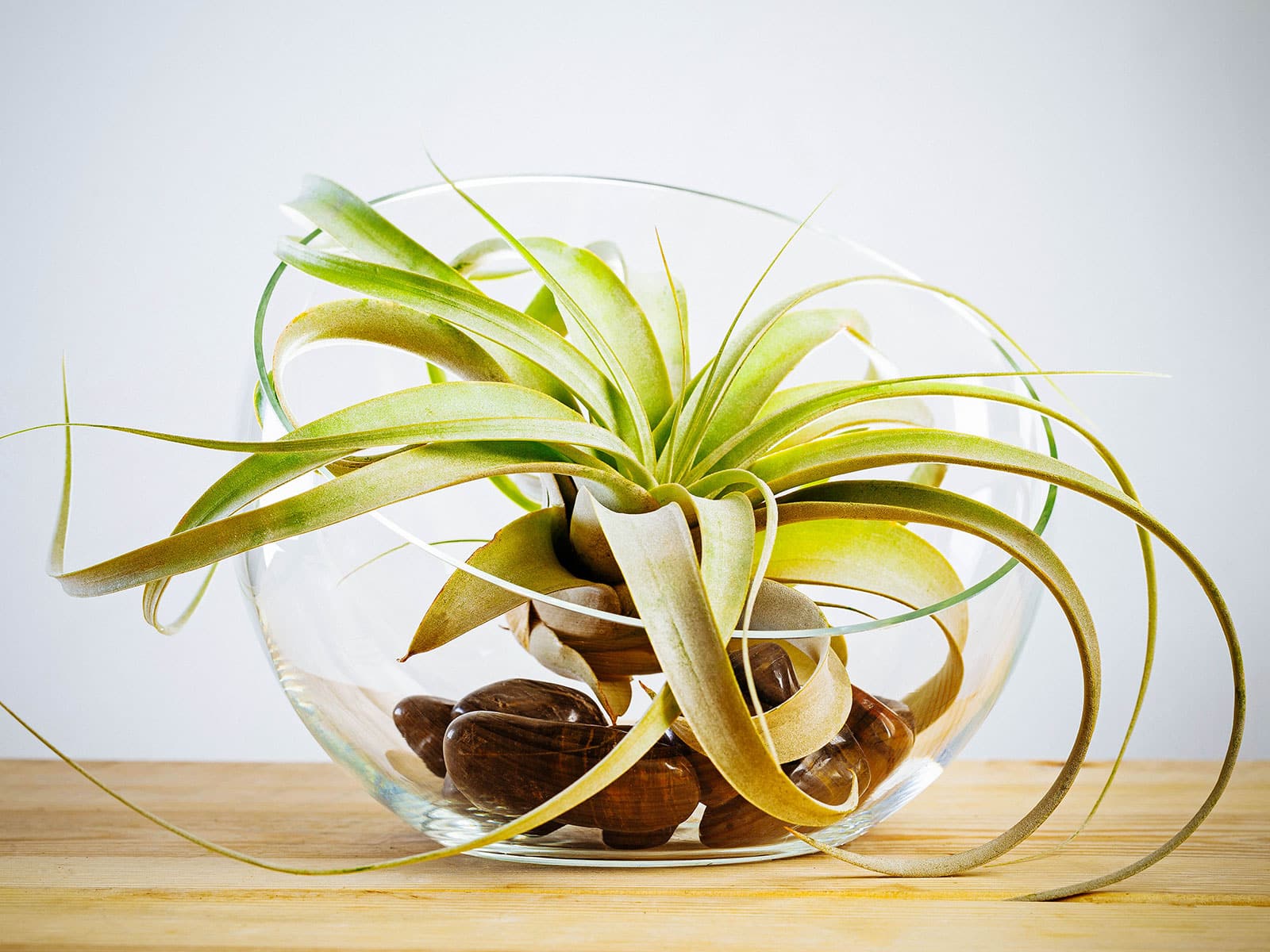 Tillandsia xerographica air plant displayed in a glass dish with brown glass pebbles