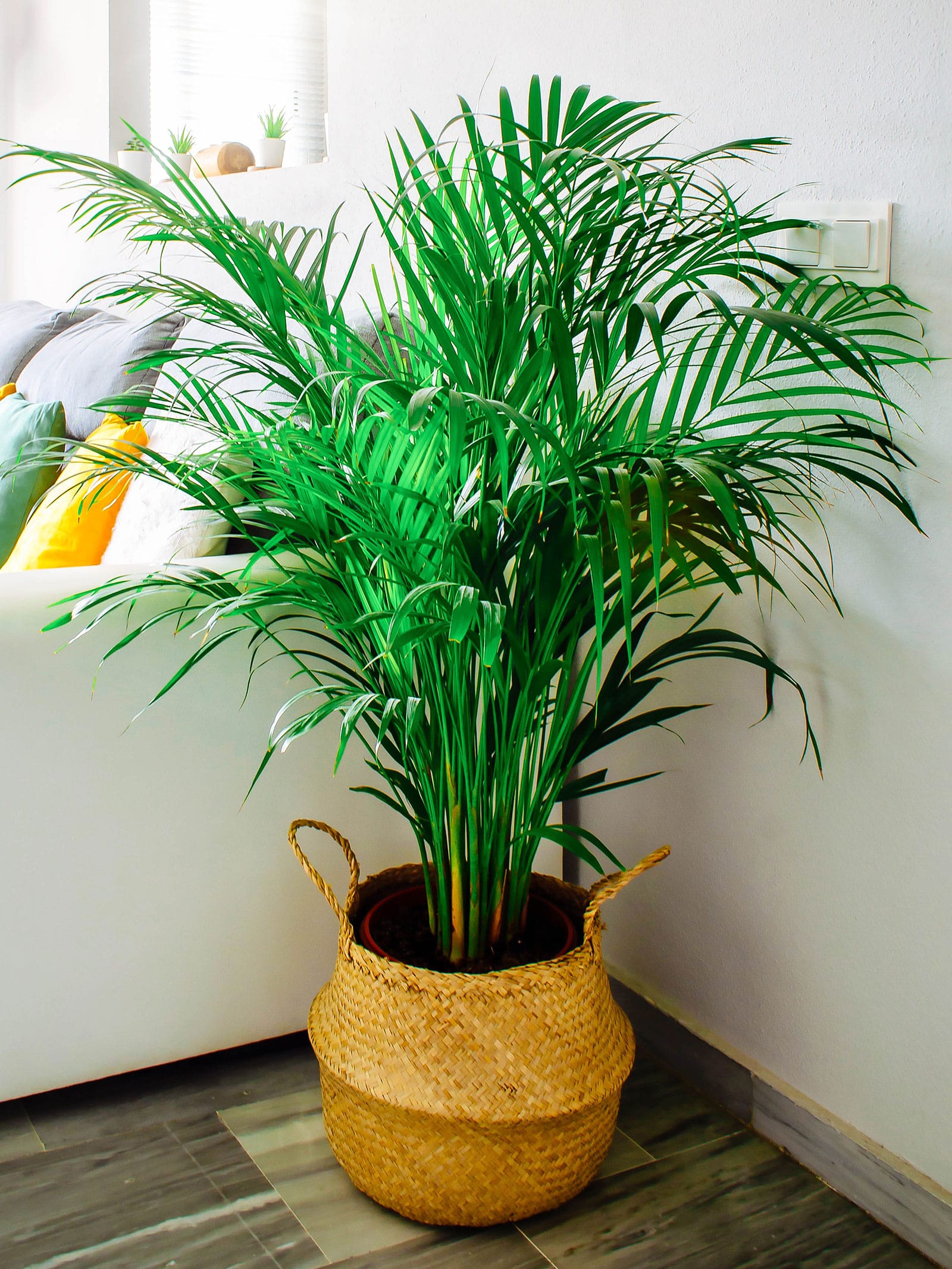 Areca palm plant in a straw basket in a living room