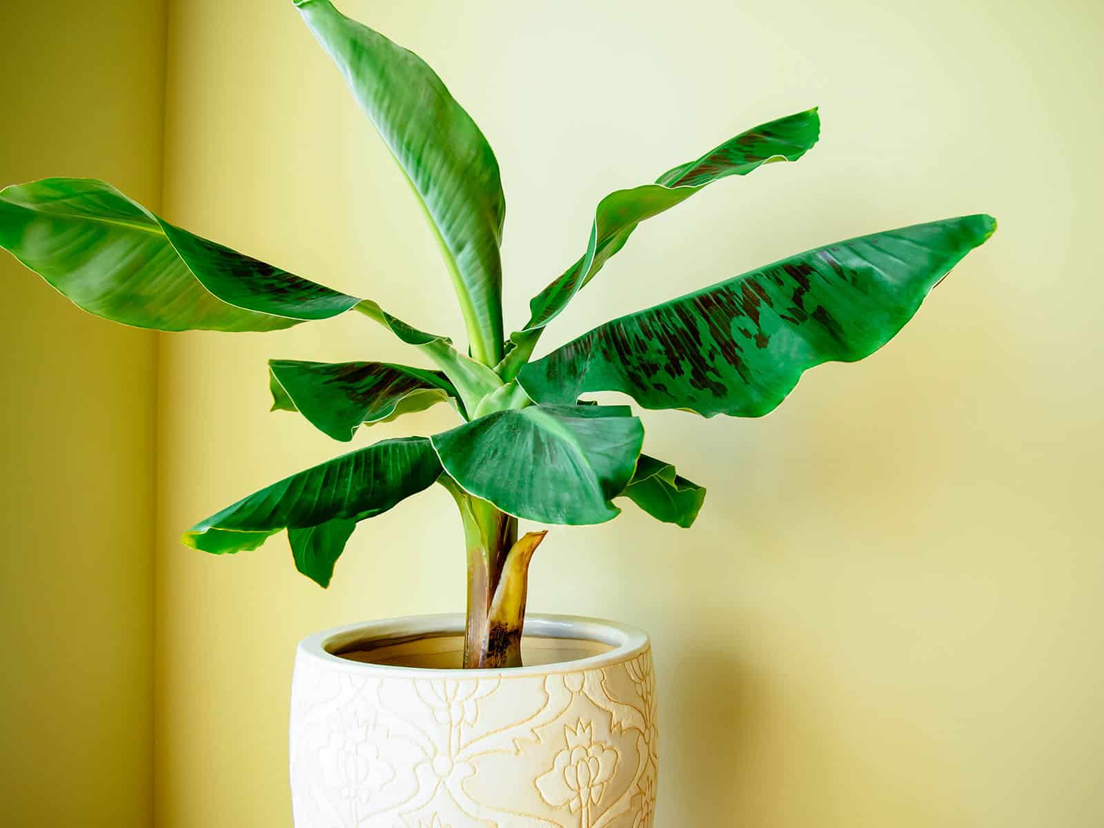 Banana plant in a large decorative white pot against a light yellow background