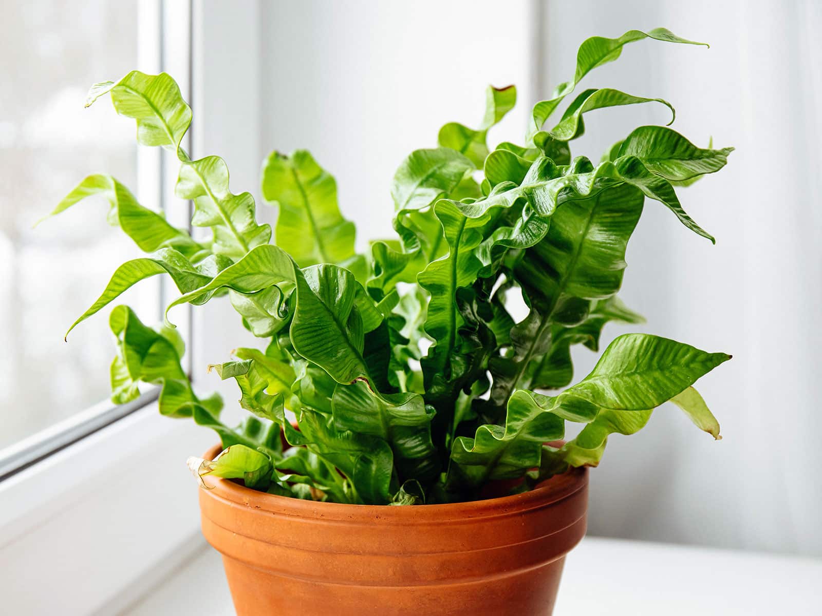 Birds nest fern in a terra cotta plastic pot next to a window