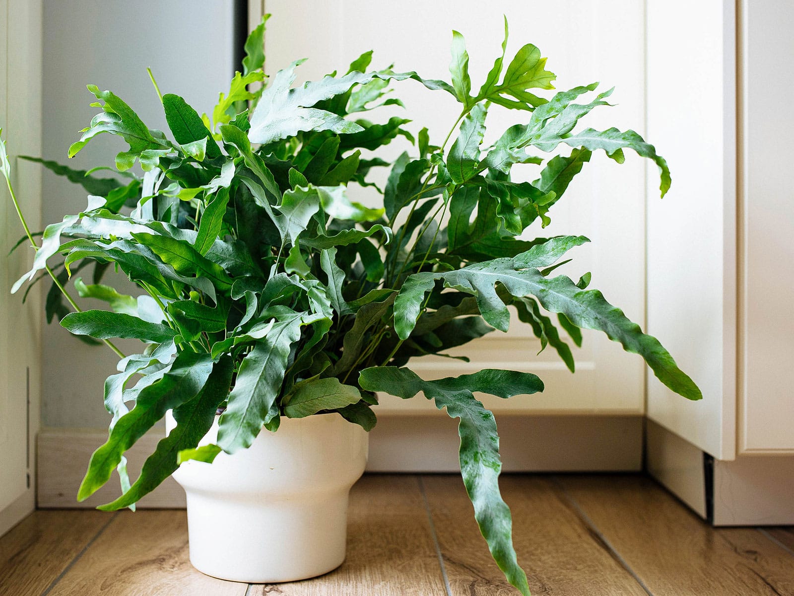 Blue star fern in a white ceramic pot on the floor