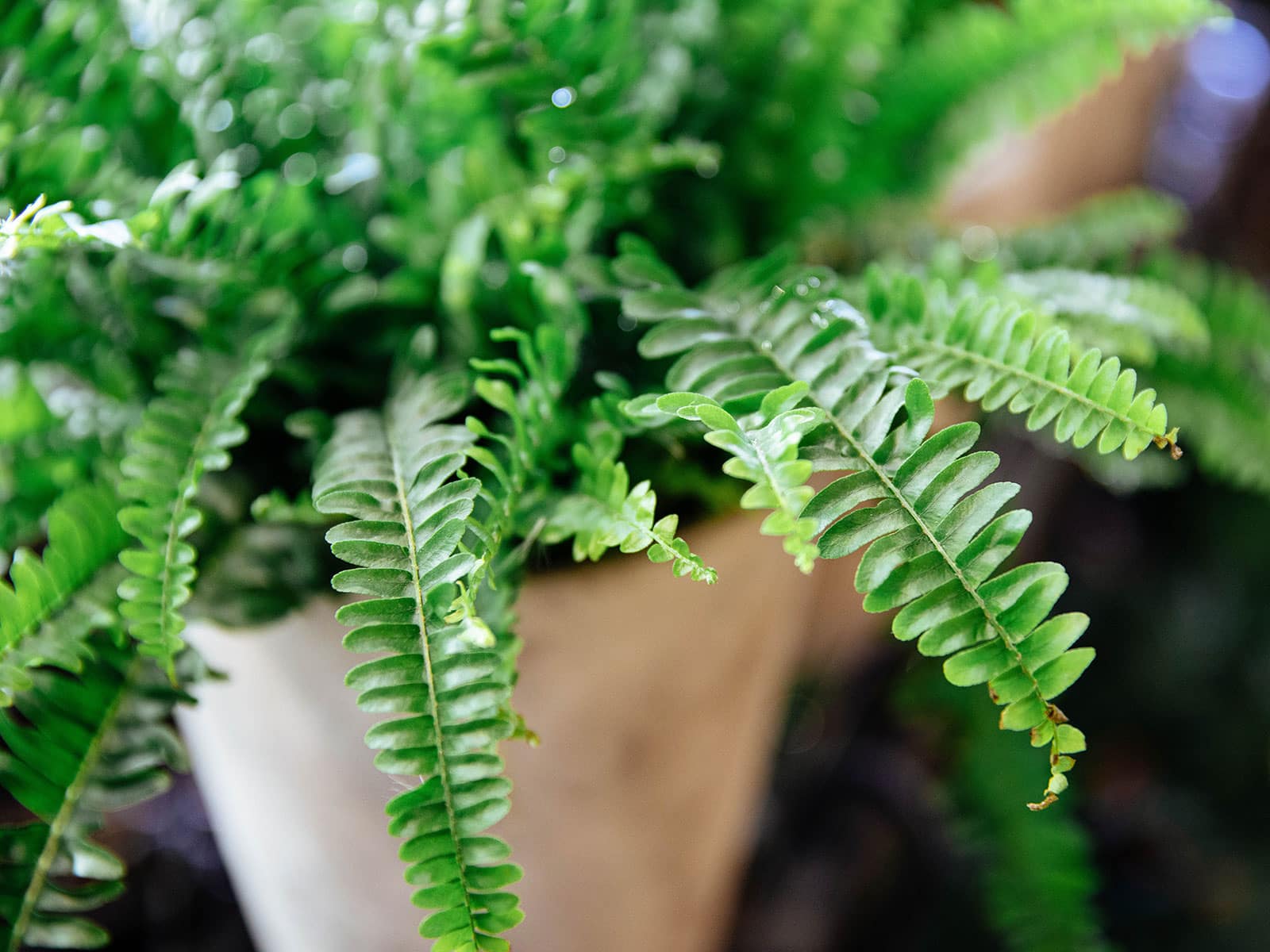 Close-up of Boston fern fronds on a potted plant