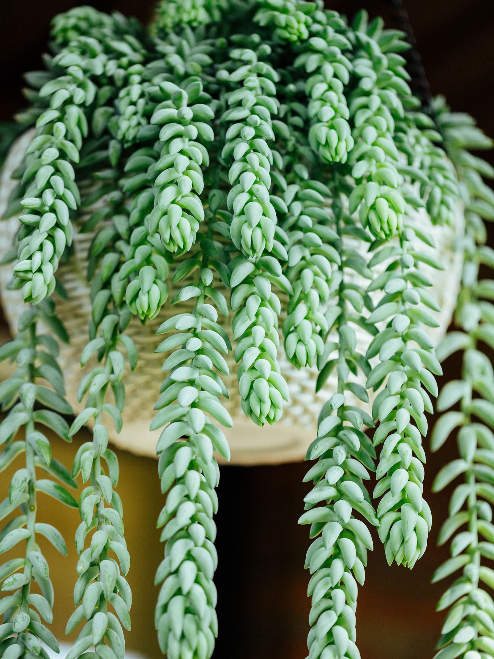 Burro's tail sedum plant in a white pot