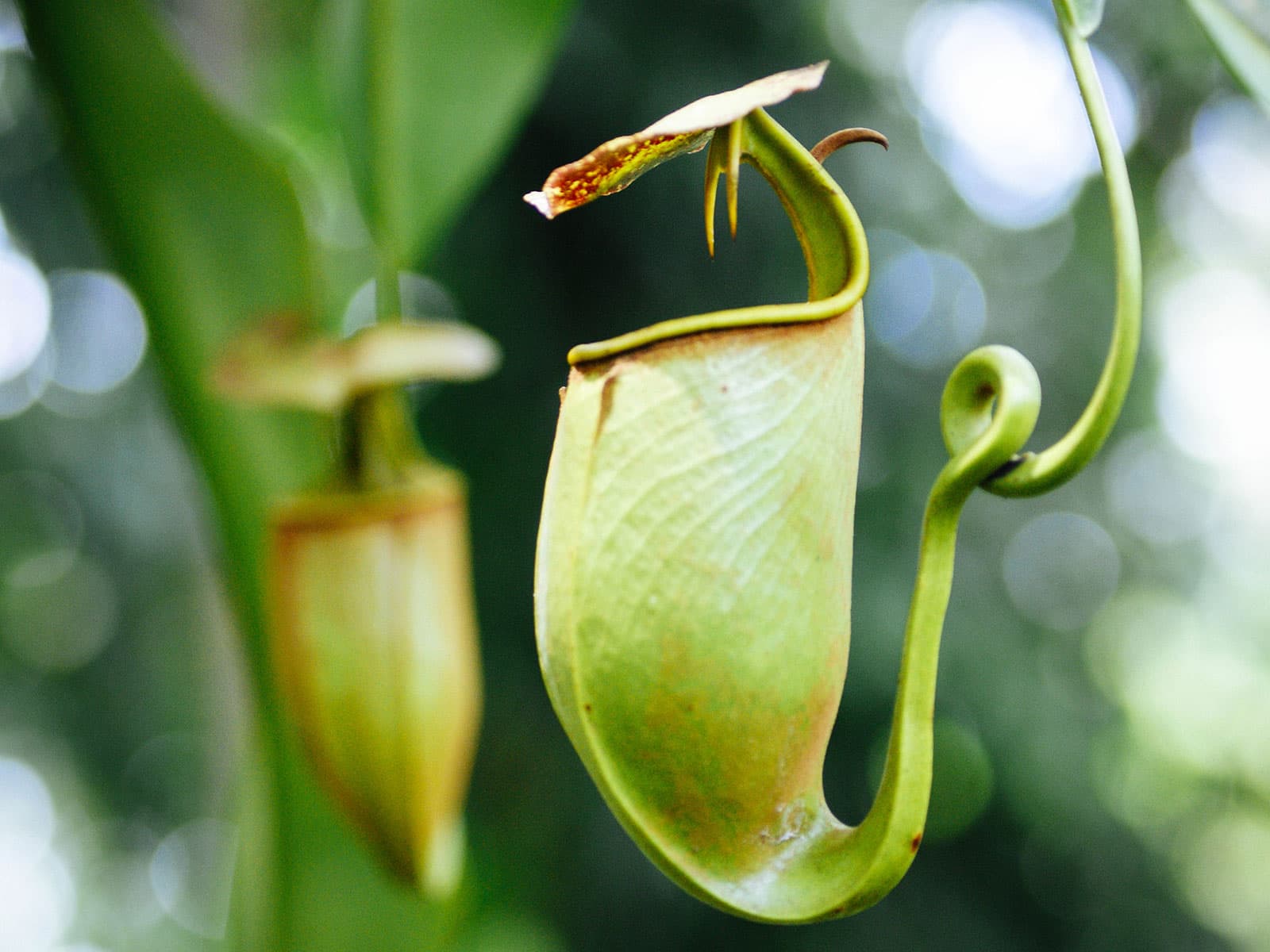 Tropical pitcher plants