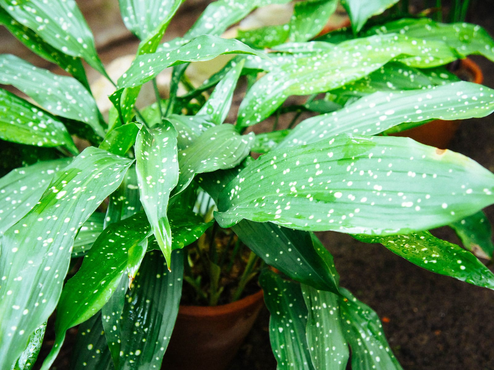 Cast iron plant with speckled leaves