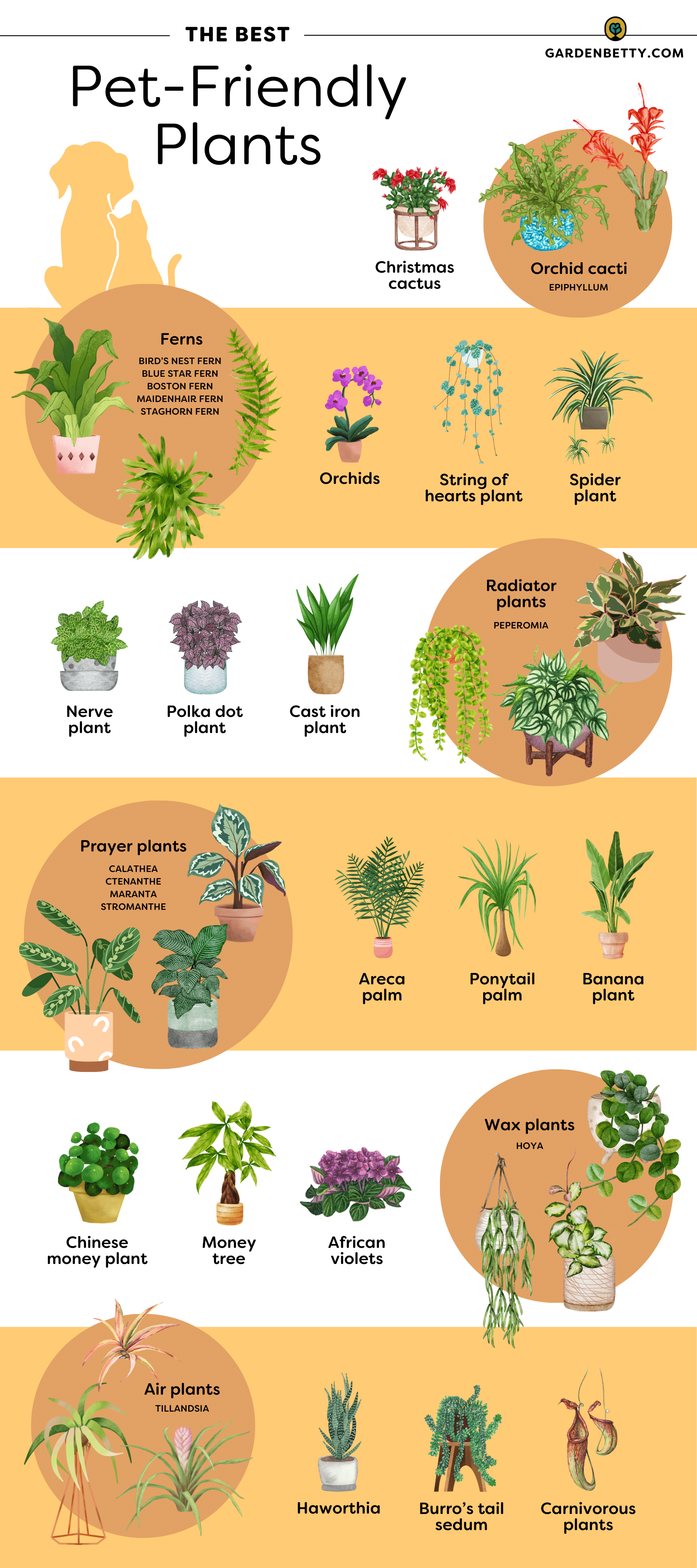 Infographic illustrating the best pet-friendly plants with their names