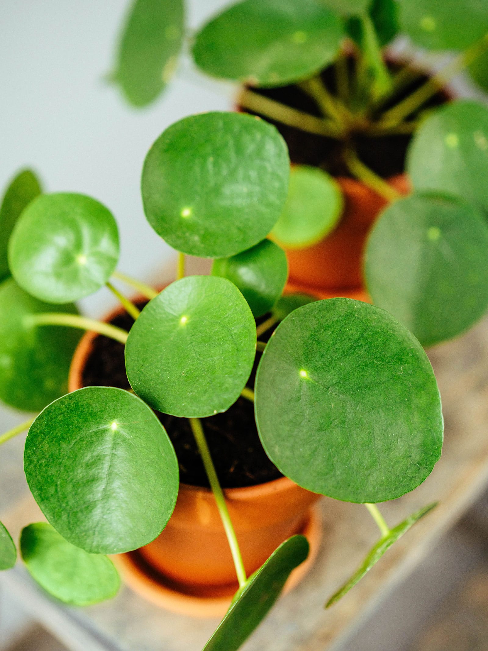 Chinese money plants in terra cotta pots