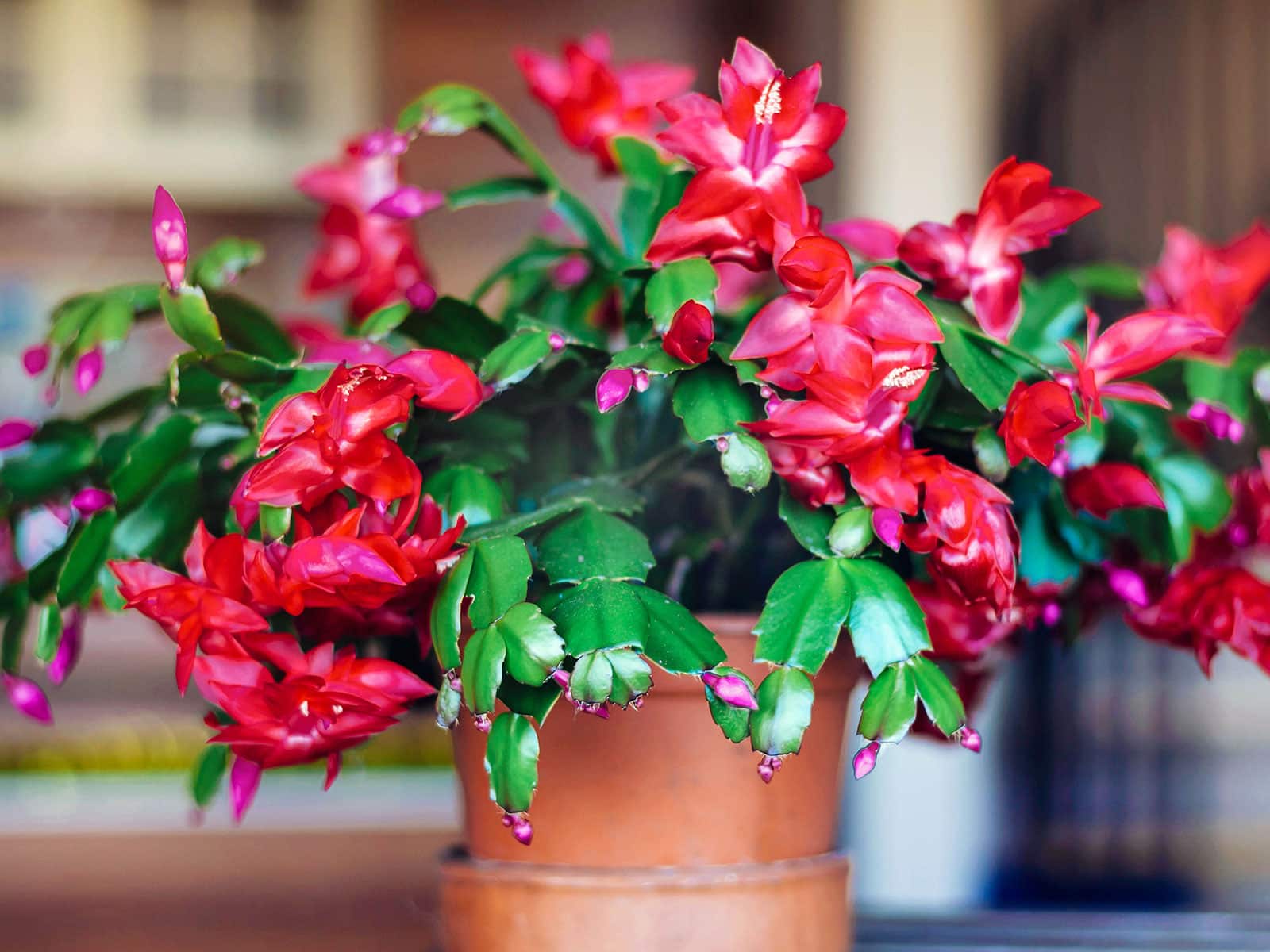 Christmas cactus plant in a terra cotta pot with lots of reddish-pink flowers