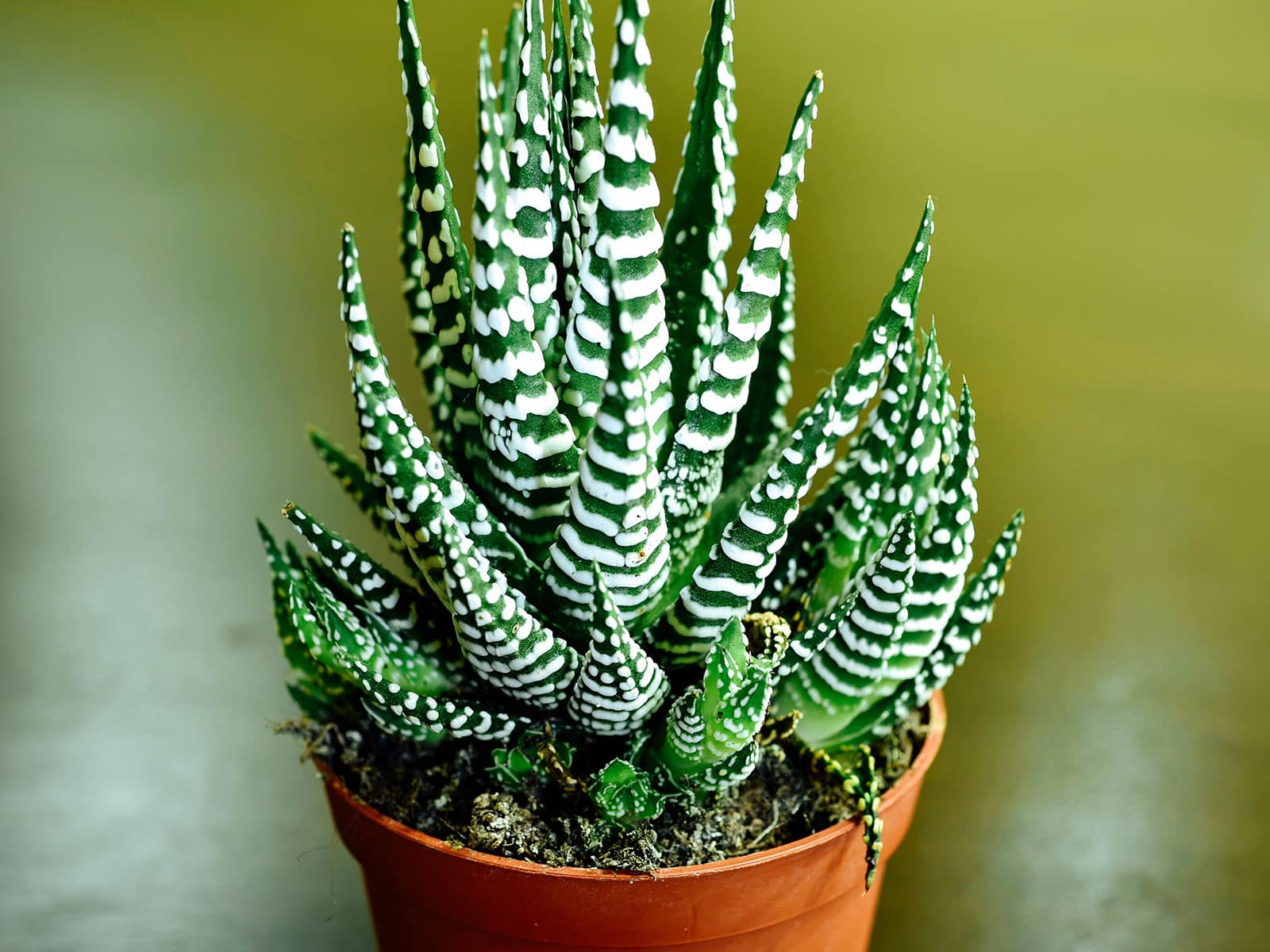 Haworthia plant in an orange plastic pot