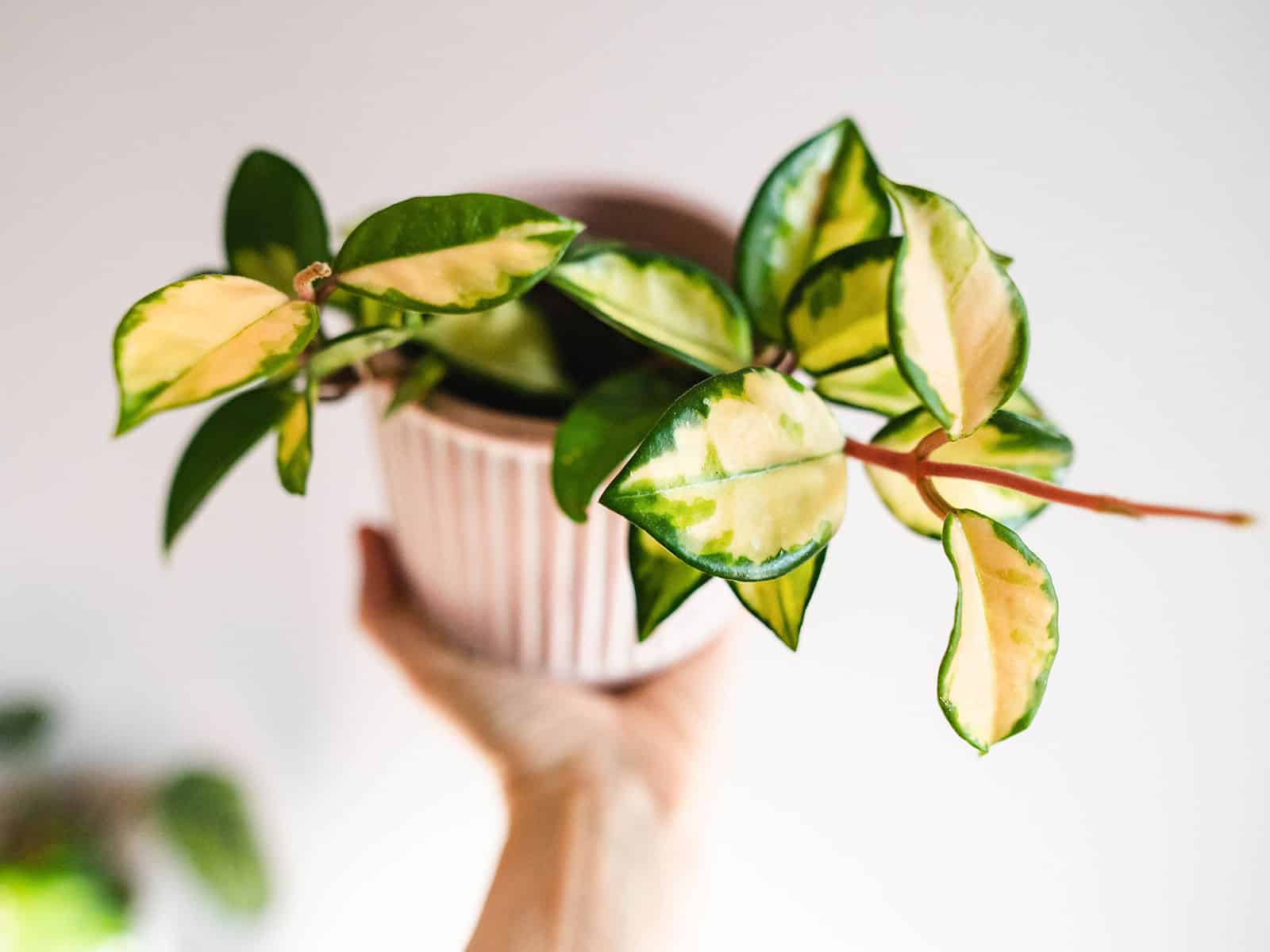 Hand holding a pink ceramic pot with a Hoya carnosa plant