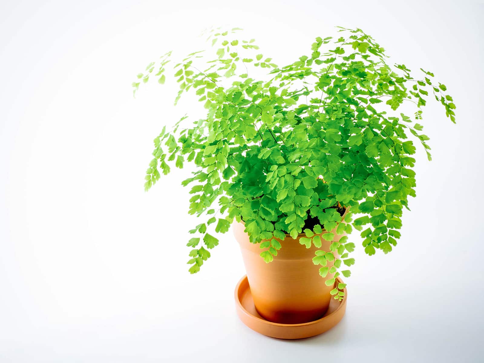 Maidenhair fern in a terra cotta pot on a clean white background