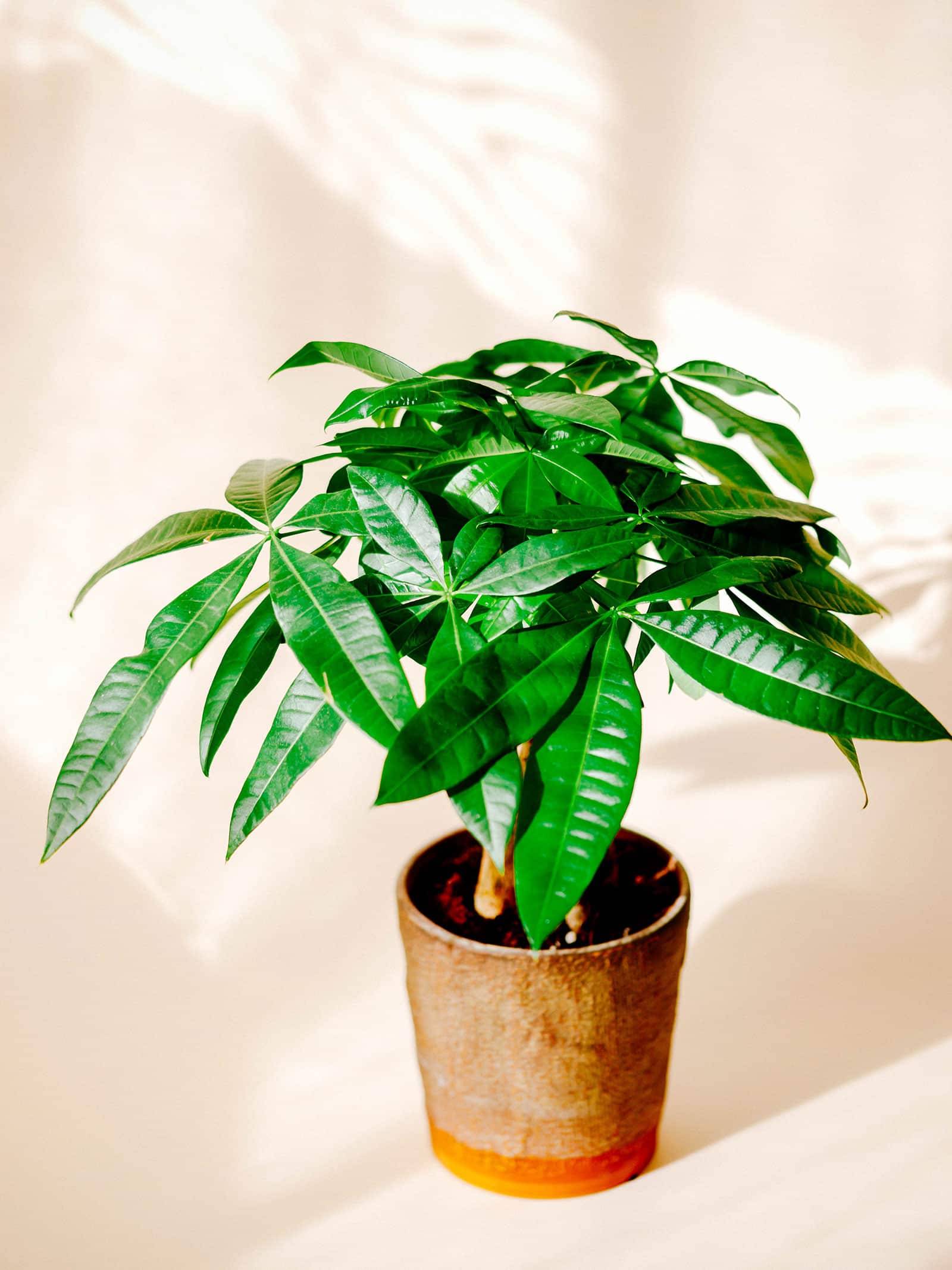 Money tree in a rustic terra cotta pot on a cream background