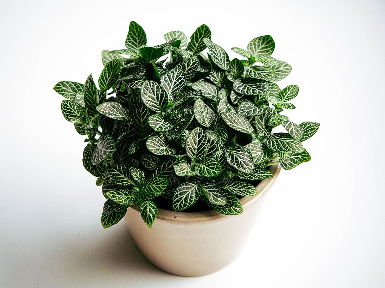 Nerve plant in a white pot