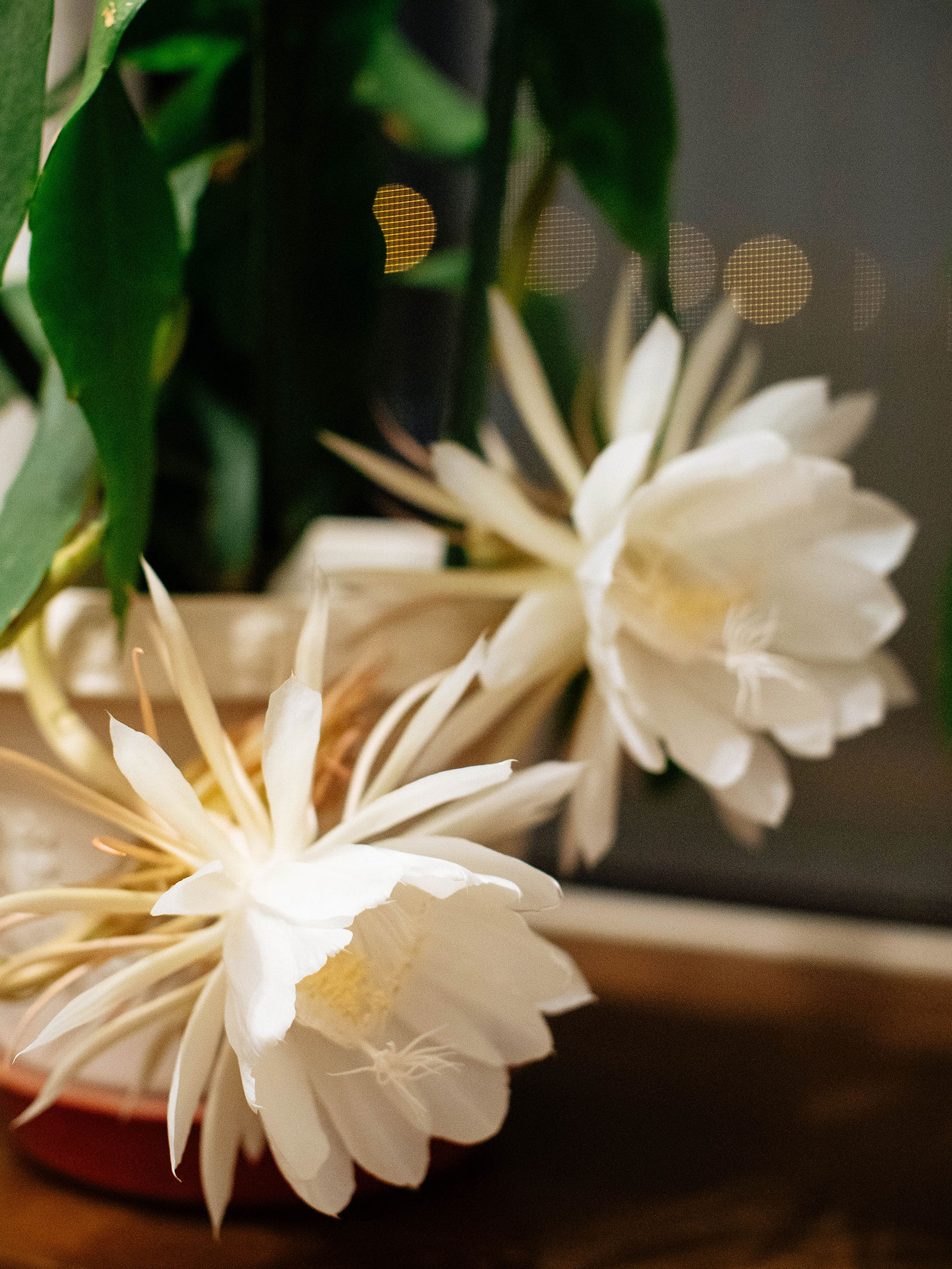 Potted orchid cactus in bloom with white flowers