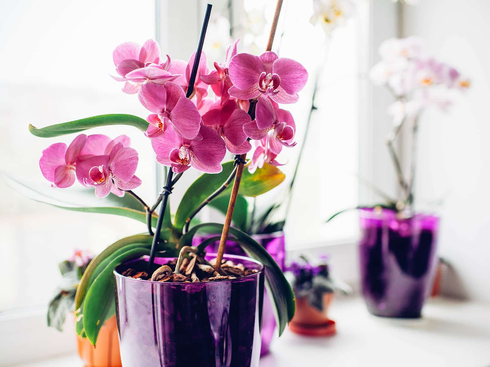 Pink orchid in a purple pot with white orchids in the background