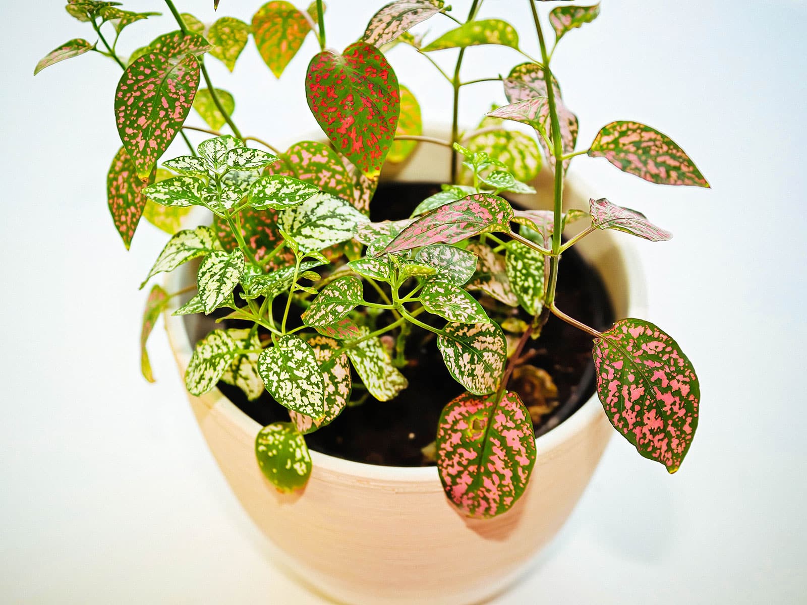 Polka dot plant in a cream-colored pot